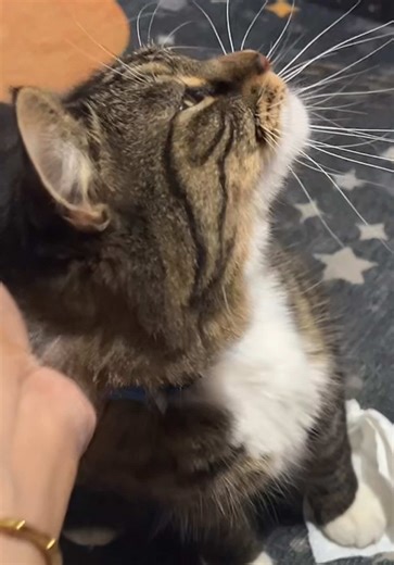 If you’ve ever tried to plan your content with a cat in the room, you already know who’s really in charge. I sat down to finish my content board, chalk in one hand, ambition in the other — and then Onyx showed up demanding head scratches like a furry little executive producer. Now the video ideas? On pause. The content plan? Half done. The cat? Fully living his best life. Being a small creator means learning to multitask — edit with one hand, pet with the other, and hope the algorithm rewards yo