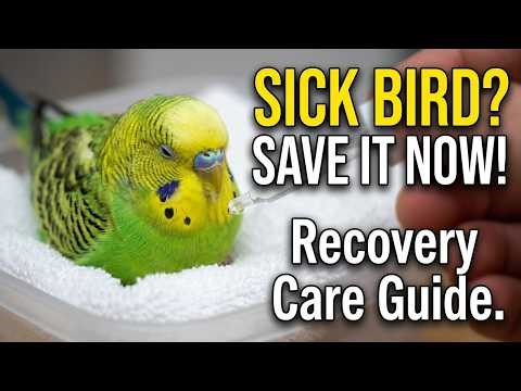 Sick Bird Recovery Care Guide for Beginners