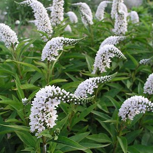 Lysimachia - Alchetron, The Free Social Encyclopedia