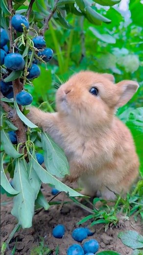 Why Do Rabbits Eat Their Own Poop? #animalfacts