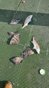 To much sheepshead and redfish in the cast net. Can't catch bait with them in the way. #saltwatersaboutdoors #lancebilliot #fishing #saltwaterfishing #redfishing #Louisiana | Lance Billiot
