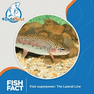 Fishes have a remarkable ability to detect movement in the water. Thanks to a special row of sensory scales called the Lateral Line, they can sense low-frequency sound waves that ripple through their aquatic domain. This system is essential for fish to find food, avoid predators, and navigate their environment. It’s nature's ultimate radar system! 🌊🎶 💪 Like and follow us on our social media pages and visit our website: Facebook: https://www.facebook.com/KusinaSarangani Instagram: https://www.