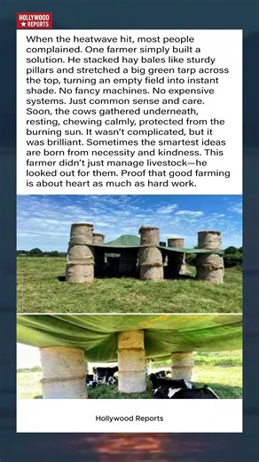 Farmer Builds DIY Hay Bale Shelter For Cows