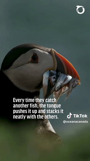 Puffins: Birds of the Atlantic with Clever Fishing Skills