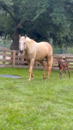 416K views · 31K reactions | ⭐️Who doesn’t love a good Sunday...