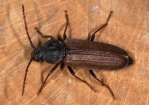 Asemum striatum - Alchetron, The Free Social Encyclopedia