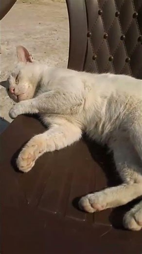 my groend cat is bemar