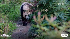 Mint_Pandas Map trên TikTok
