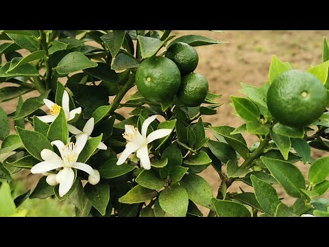 The Myrtle-Levaed Bitter Orange or Chinotto, Citrus x aurantium var. myrtifolia, a triumph of scent