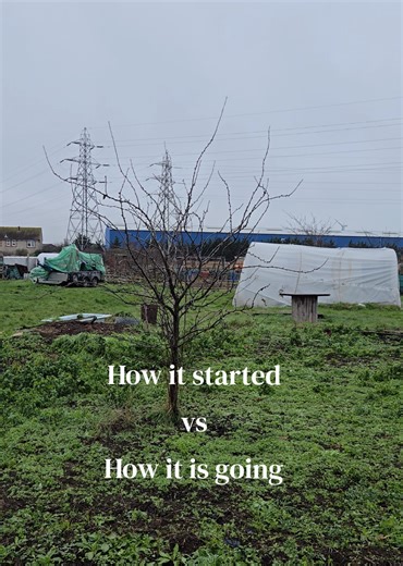 How it started vs how it's going! ✨️ #growyourown #allotmentgardening #allotment #gardentok #ukgardening