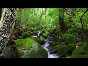 Mystical Forest Sounds, Clear Water Sound and Birdsong