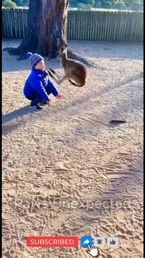 Wait for it... Kangaroo 1, Human 0! 🦘😂🦶 | #shorts