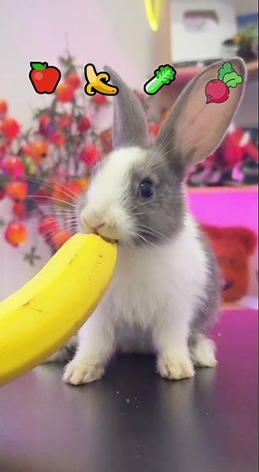 ASMR Emoji Food Eating Challenge | Cute Bunny Eating #shorts #pet #bunny #emoji