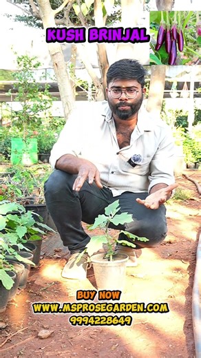 Kush Brinjal 🍆 Plant Available #gardening #vegetables #TerraceGarden #offer