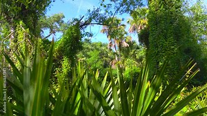 Tropical jungles with green palm trees and wild vegetation in southern Florida. Dense rainforest ecosystem