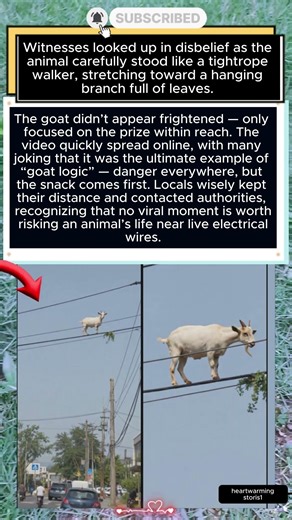 Goat Balances on Power Line for a Snack — Unbelievable Footage
