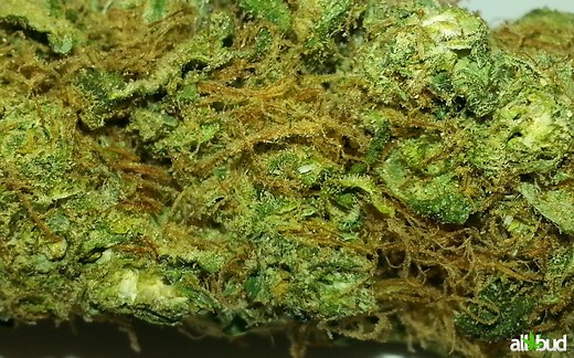 Lemon Kush | Marijuana Strain Reviews
