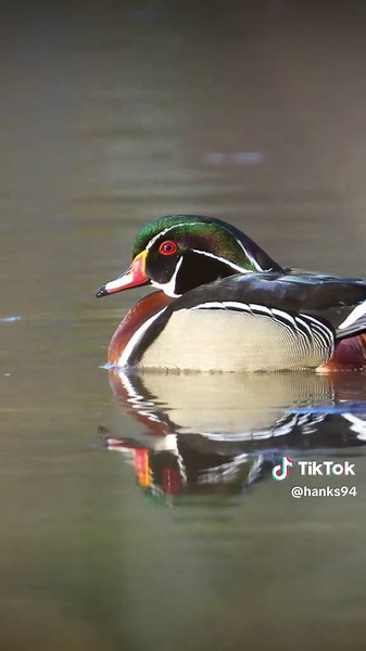 Wood Ducks: Observing Noisy Waterfowl in Nature