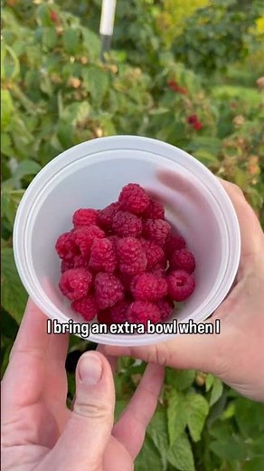 Do you have little white worms in your raspberries?!