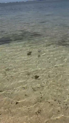 🌊🐚• Peaceful low tide, perfect for shell hunting 🐾 #beachvibes #beach #beachlife
