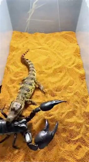 Scorpion vs Crocodile Who Wins? 🦂🐊