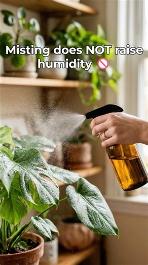 Misting Your Plants Doesn't Raise Humidity (Do This Instead)