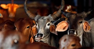 Selling of Cows For Slaughter Banned: Here’s What You Need to Know