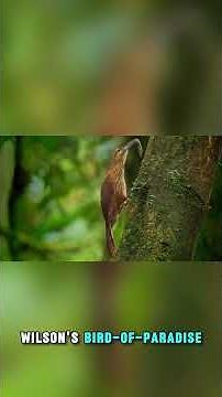 Top 10 Most Colorful Birds Ever Seen