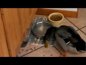 Our Mallard Duck, Beaker, Returns Home After A Long Winter