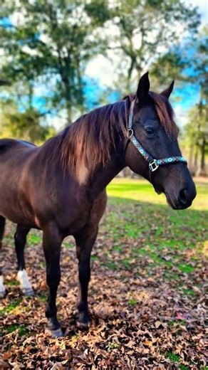 Dancing Prancing Horse #explore #fyp #70smusic