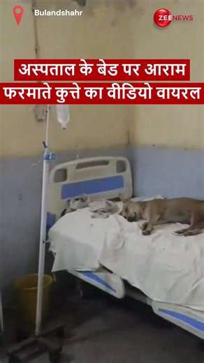 Dog relaxing on bed at Bulandshahr District Hospital, Video goes viral. | Zee News English