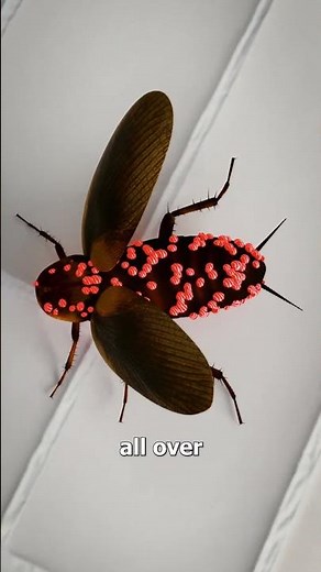 How Cockroaches Live Without Their Head 😯