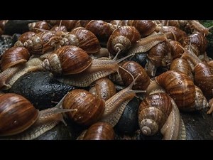 The Tiny Hunter: Watching a Snail Use its 20,000 Teeth to Eat | Microscopic Foraging