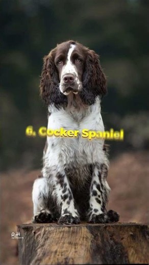 Top 10 Hunting Dogs In The World