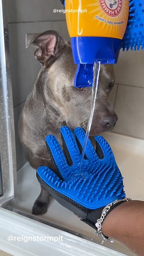 🤍🧼🫧🐾 dog bath time routine and moisturization #reignstormpit #bluenose #pitbull #dogsofinstagram #grooming #doggrooming #cutedogs #asmr #asmrsounds #satisfying #relax #bath #dogbath #bathroutine #explore #viral | reignstormpit