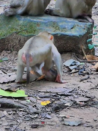 Baby Lynx with kid so Happy #lynx