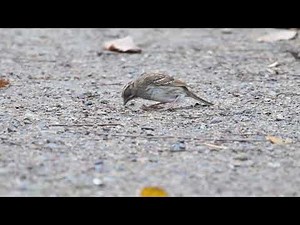 Active Anting - White-throated Sparrow
