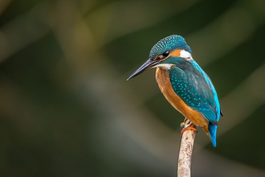 High Speed Train Inspired by the Kingfisher — Innovation — AskNature