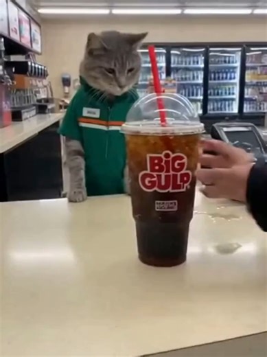 🥺 C'est son premier Jour 🐱 #humour #drole #blague #viral #fyp #ia #ai #sora2