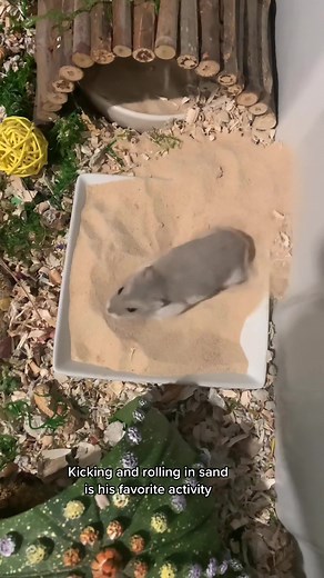 Playful Gray Hamster Kicking and Rolling in Sand