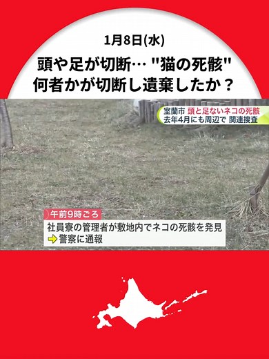 社員寮の敷地に頭や足の一部が切断されたネコの死骸…2024年4月にも付近で似た事件があり関連の有無を調べる 北海道室蘭市 #北海道ニュースUHB #北海道 #室蘭市 #切断 #死骸 #TikTokでニュース