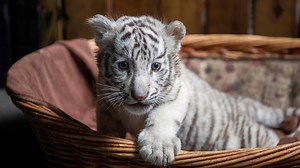 718K views · 3.8K reactions | Three playful white Bengal tiger cubs are charming visitors as they clamber around their enclosure at a zoo in China. The rare, blue-eyed triplets were born nearly three months ago at the Yunnan Wildlife Zoo in Kunming, and made their public debut in early October. For more: https://news.cgtn.com/news/3d3d514e7963444f7a457a6333566d54/share.html | CGTN | Facebook