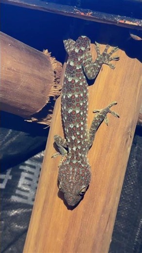 Tokay Gecko sound #gecko