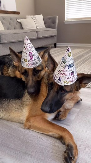 Easy three ingredient puppy cake pops for our bday girls 🥰 #dogbirthday #germanshepherdpuppy #dogsofttiktok