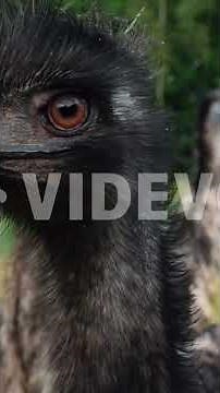 Emu: The World’s Fastest Bird That Can’t Even Fly! 🦩💨