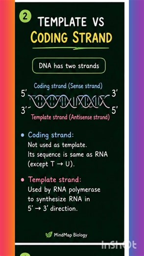 Transcription Made EASY! 🧬 DNA → RNA | NEET