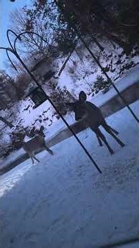 my "deer birds" lol #winter #deer #birdfeeders