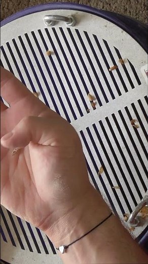 Pantry Moths! One day to deal with them! - Mealworm farming