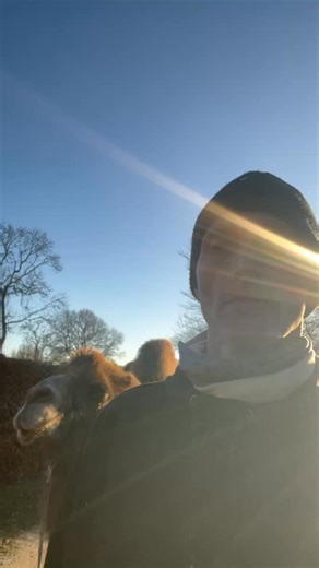 Se Abu har fået ormekur og lorten er blevet fast igen. Men ved 2.gødningskontrol var der stadig mange orm så nu har dyrlægen og jeg besluttet at Abu i næste uge skal en tur på Landbohøjskolen hvor de har noget mere avanceret udstyr til at finde det helt rigtige ormemiddel der en gang for alle slår de sidste genstridige orm ned. Abu har det som sådan fint nok men der er klart noget der irriterer ham😃 Så vi har sygemeldt ham i et par uger hvor han går væk fra de andre og kommer i boks om natten. 