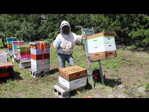 Demonstration of a hive lift (Kaptar Lift)